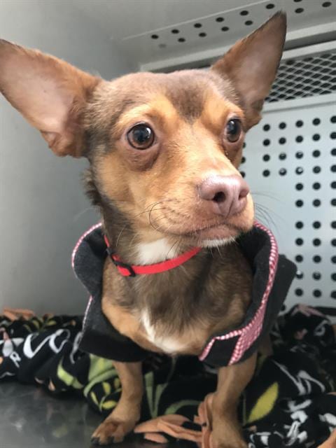 Photo of Wallace, adoptable senior Chihuahua in Sacramento, California