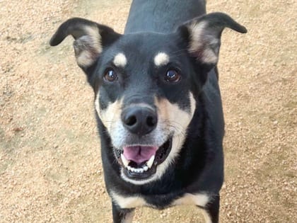 Photo of Tino, adoptable senior dog in Georgetown, Texas