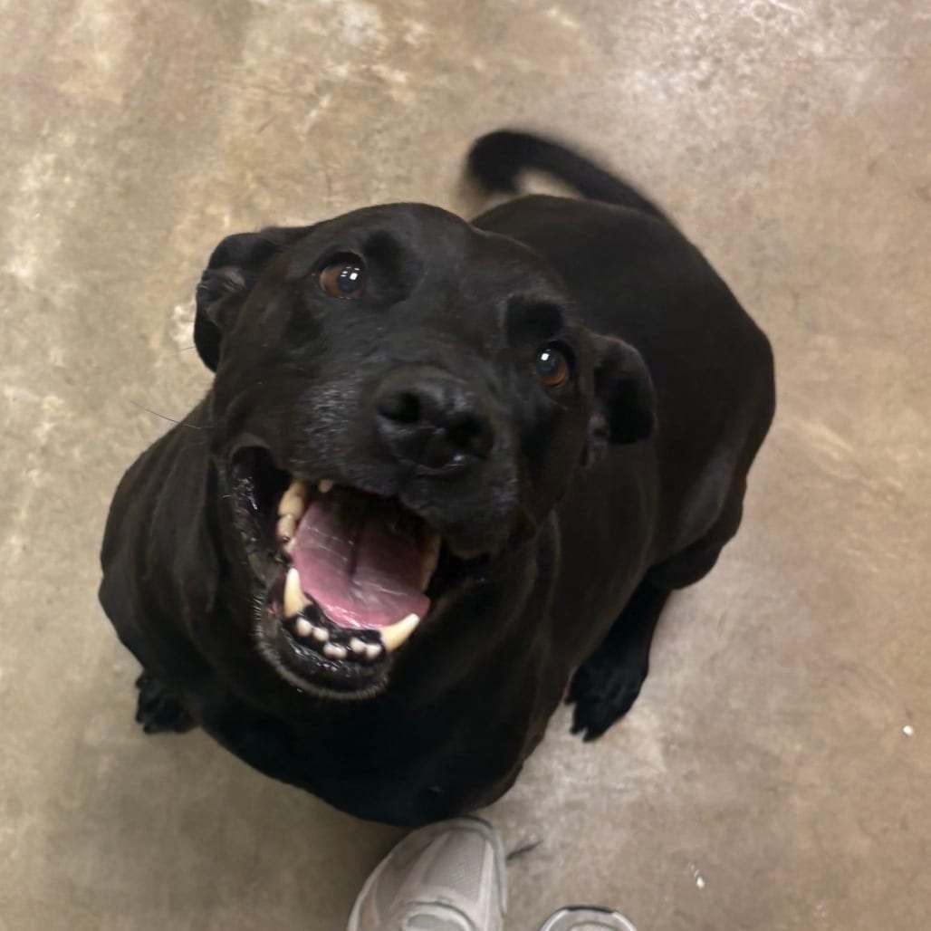 Photo of Trixie - 091111U2, adoptable senior Retriever / Mix in Tupelo, Mississippi