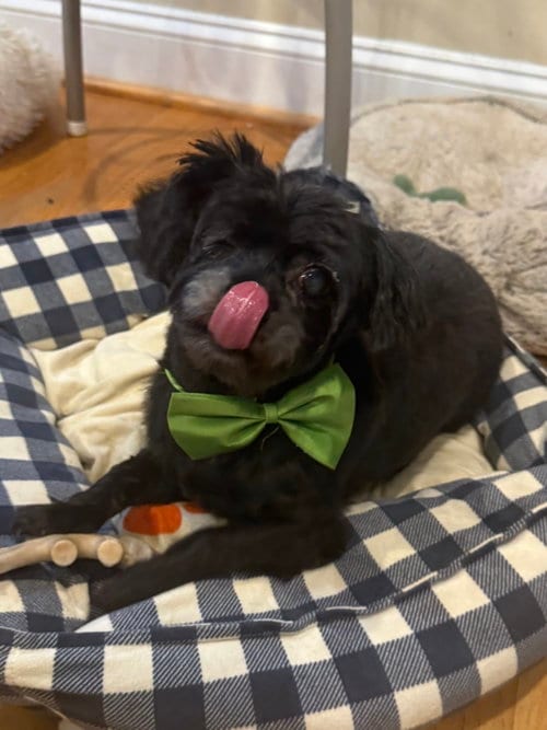 Photo of Mike Jul 25 - In Foster in Raleigh, NC, adoptable senior Maltese in Pacolet, South Carolina
