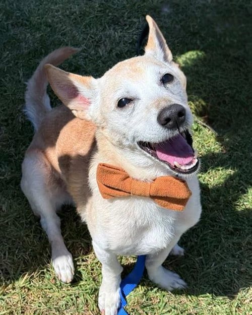 Photo of Frito, adoptable senior Terrier in Chula Vista, California