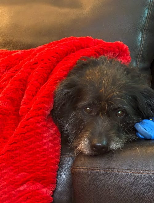 Photo of ZCL-D-Mollie, adoptable senior Schnauzer in Horn Lake, Mississippi
