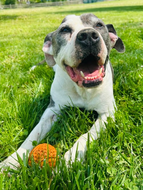 Photo of TJ, adoptable senior Pit Bull Terrier in Elizabethtown, Pennsylvania