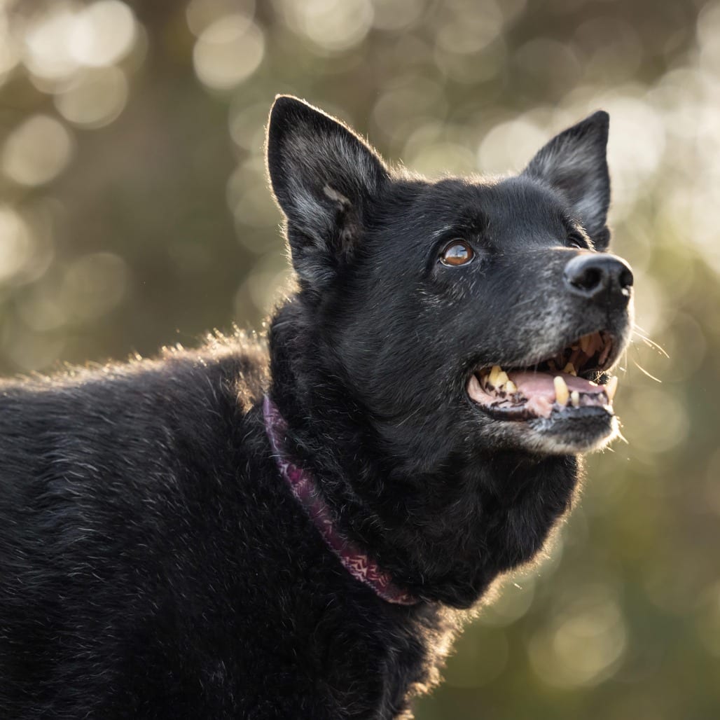 Photo of Mrs. Brisby, adoptable senior Mixed Breed (Medium) in Raleigh area, North Carolina