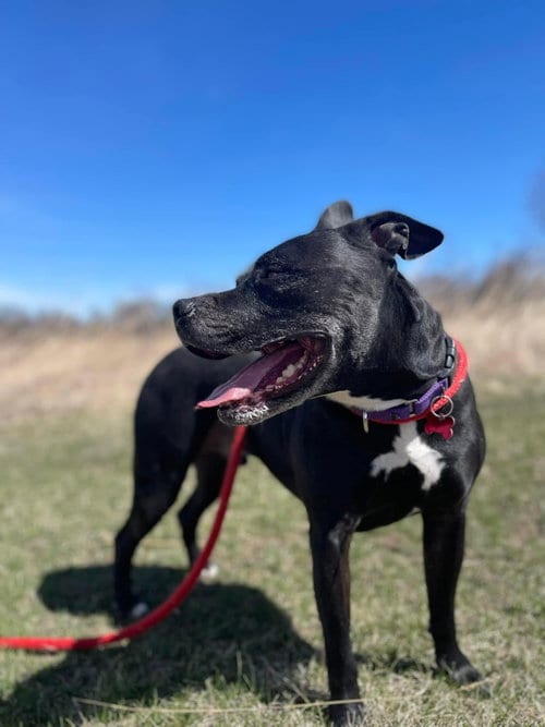 Porter, adoptable senior American Staffordshire Terrier in Cedar Rapids, IA