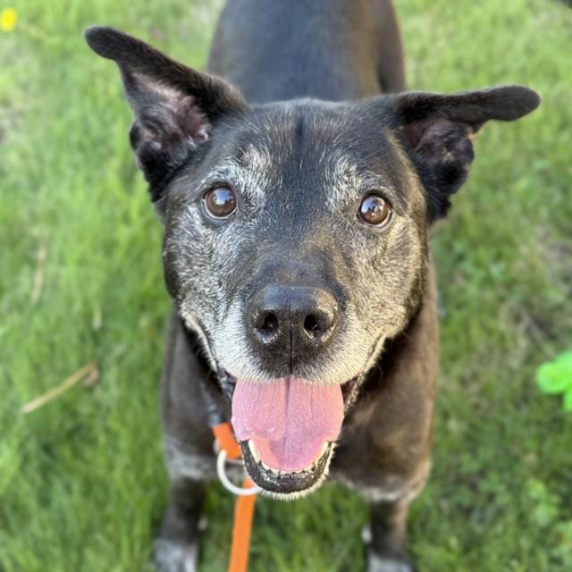 Photo of Rocket, adoptable senior Labrador Retriever in Kent, Washington