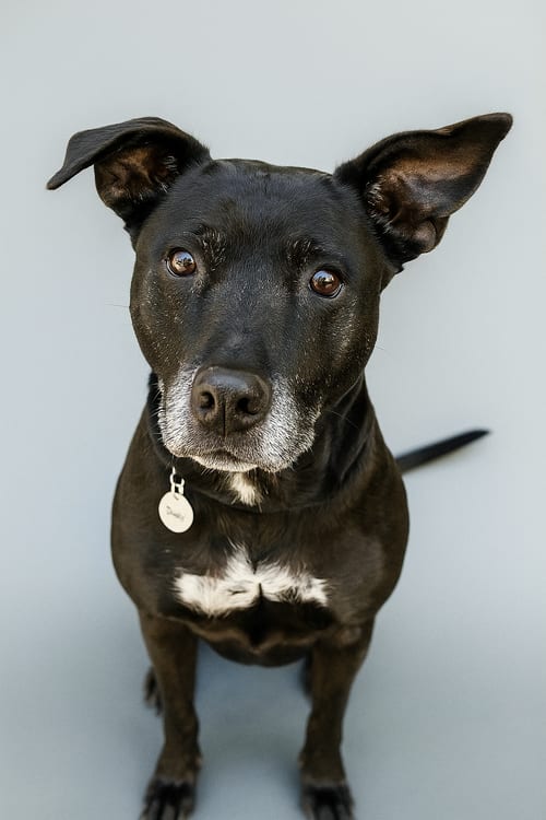 Photo of Mona, adoptable senior Labrador Retriever in Mobile, Alabama