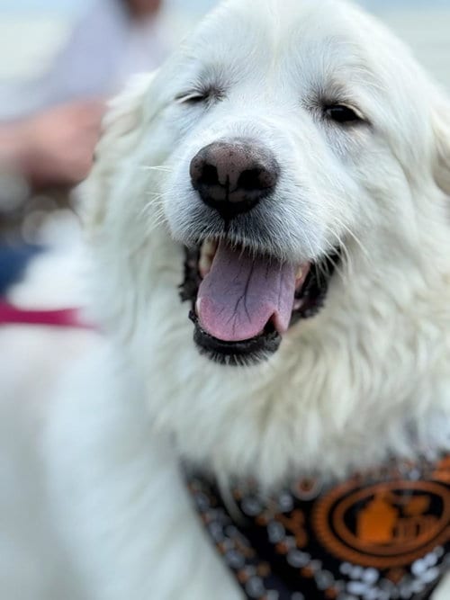 Photo of Harriet, adoptable senior Great Pyrenees in Croydon, New Hampshire