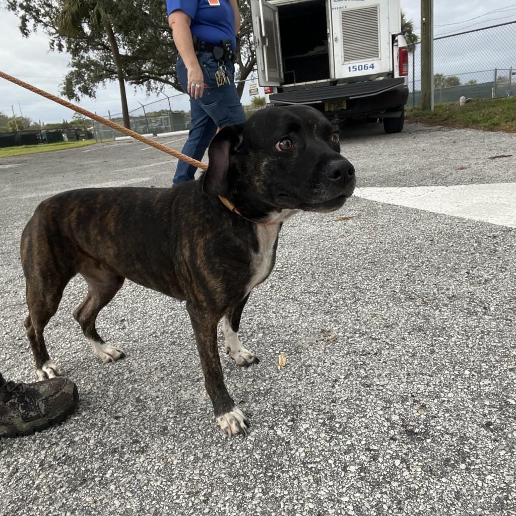 Photo of Kiki, adoptable senior Terrier, Pit Bull / Mix in Fort Pierce, Florida