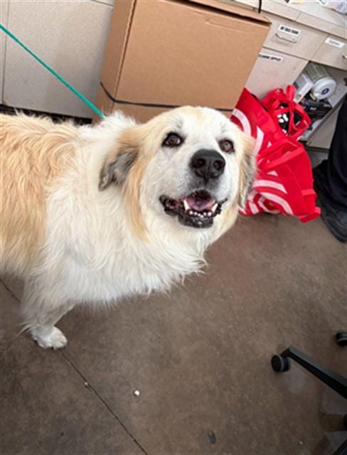 Photo of Cammi, adoptable senior Great Pyrenees in Dallas, Texas