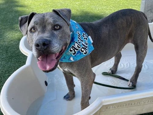 Photo of Smokey, adoptable senior Staffordshire Bull Terrier in Los Angeles, California