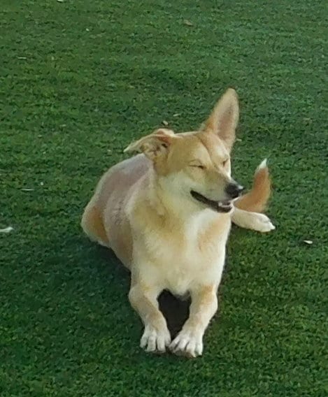 Biscuit, adoptable senior Terrier in Pipe Creek, TX