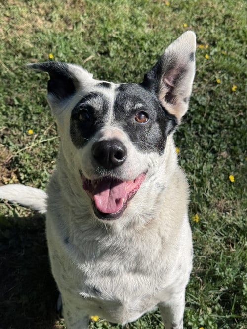 Photo of Wilson, adoptable senior Collie in Bellevue, Washington