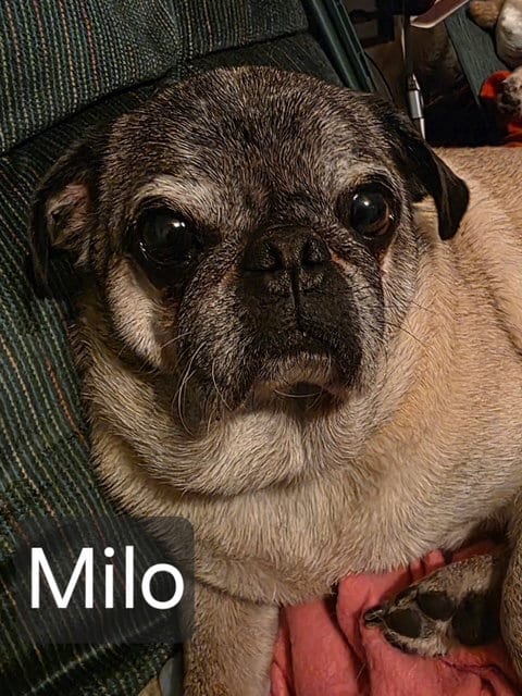 Photo of Milo, adoptable senior Pug in Indianapolis, Indiana