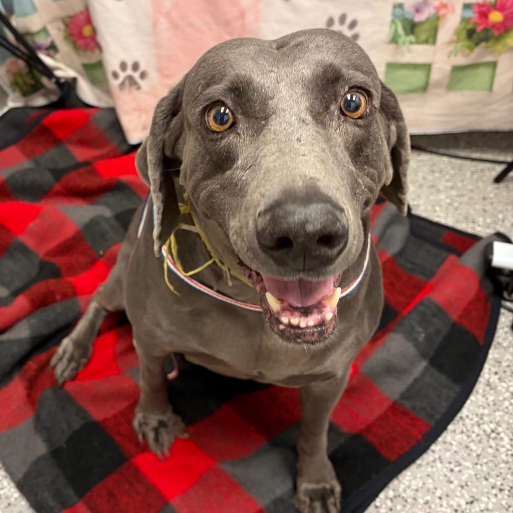 Photo of Hazel, adoptable senior Weimaraner in Henderson, Nevada