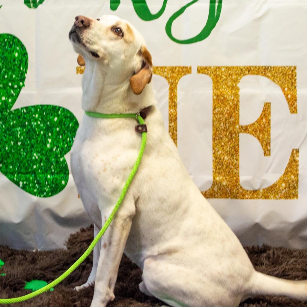 Photo of Donnie Sponsor Me, adoptable senior Retriever, Labrador / Hound in Middletown, New York