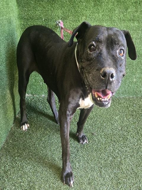 Photo of Beauty, adoptable senior Pit Bull Terrier in Lancaster, California
