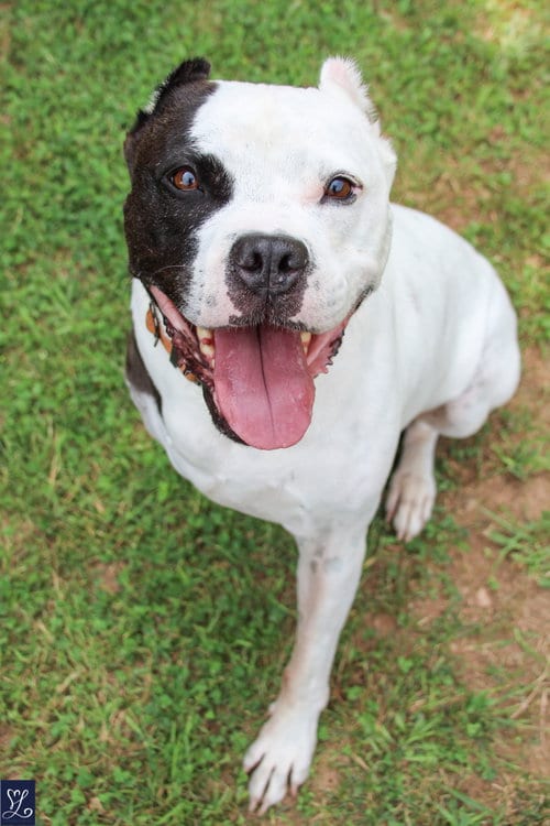 Photo of Buddy 2, adoptable senior Pit Bull Terrier in Lockport, New York