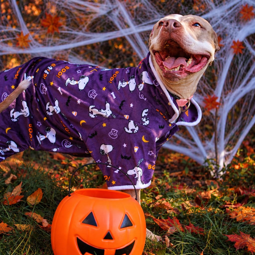Photo of Hex 120, adoptable senior Terrier, Staffordshire Bull / Bulldog, American in Canastota, New York