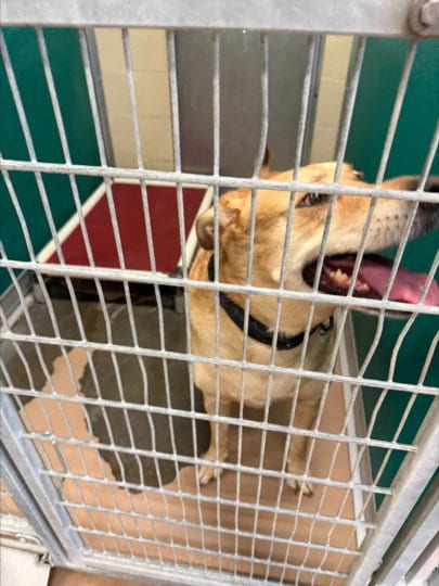 Photo of Rockie, adoptable senior Labrador Retriever in Texas City, Texas