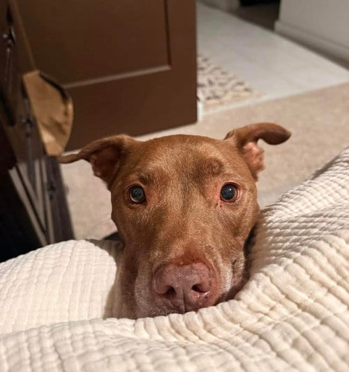 Photo of Sadie #16, adoptable senior American Pit Bull Terrier in Chandler, Arizona