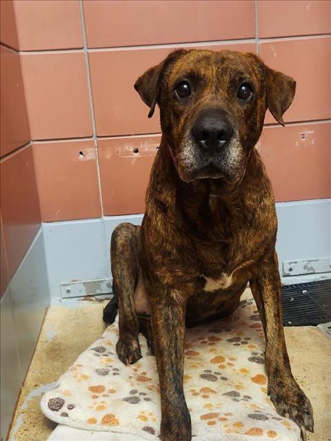 Photo of A2097692, adoptable senior Staffordshire Bull Terrier in Houston, Texas