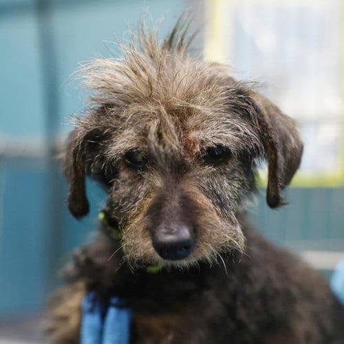 Photo of Coco, adoptable senior Dachshund in San Antonio, Texas