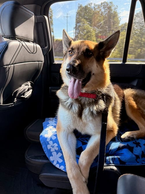Photo of Classy, adoptable senior German Shepherd Dog in La Grange, North Carolina