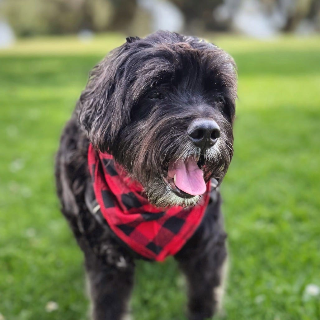 Photo of Inky, adoptable senior Spaniel, Cocker / Mix in San Francisco, California