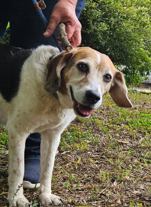 Photo of Sassy, adoptable senior Beagle in Thomasville, North Carolina