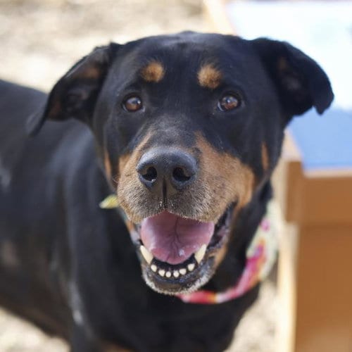 Photo of Calliope, adoptable senior Rottweiler in San Antonio, Texas