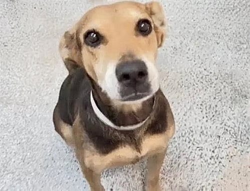 Photo of Cali, adoptable senior Labrador Retriever in Houston, Texas