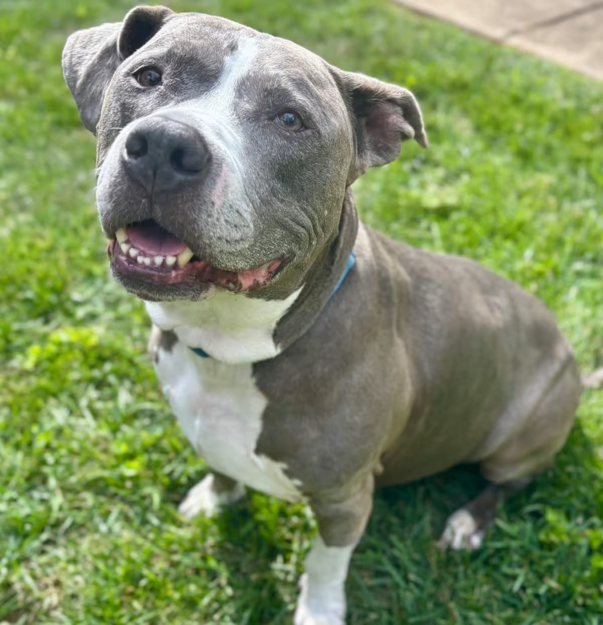 Photo of Dre, adoptable senior American Staffordshire Terrier Mixed Breed (Large) in O'Fallon, Missouri