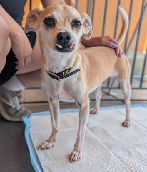 Daisey, adoptable senior Chihuahua in San Diego, CA