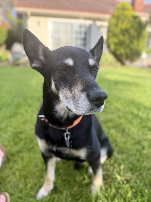 Photo of Kyle, adoptable senior Australian Kelpie in ROSEVILLE, California
