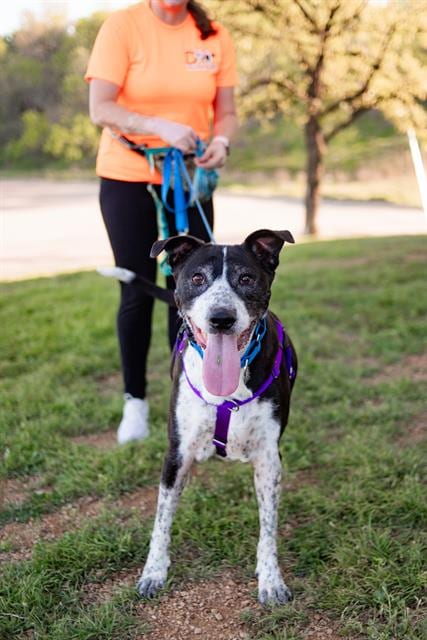 Photo of King, adoptable senior Labrador Retriever in Dallas, Texas