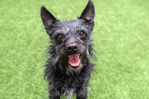 Photo of Buccie, adoptable senior Jack Russell Terrier in Burlingame, California