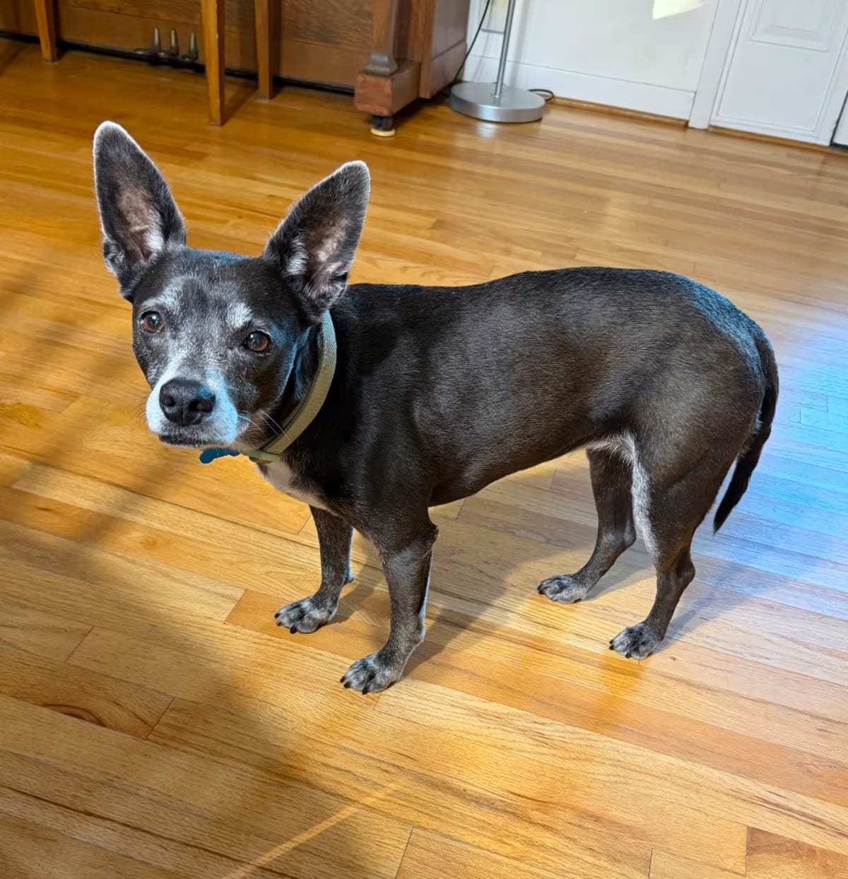 Photo of Hope, adoptable senior Chihuahua/Mixed Breed (Medium) in Houston, Texas