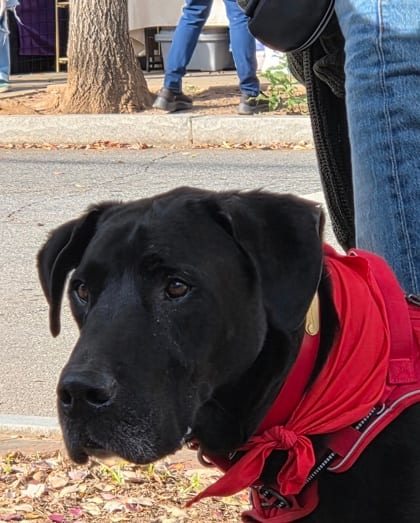 Photo of Rune Vine - IN FOSTER, adoptable senior dog in Chamblee, Georgia