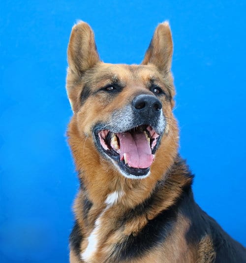 Photo of Maximus, adoptable senior German Shepherd Dog in Pasadena, California