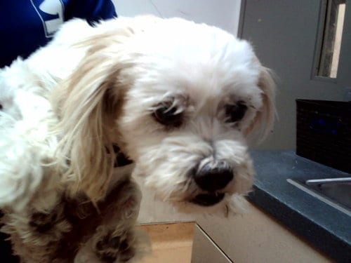 Photo of Muneca, adoptable senior Terrier in Martinez, California