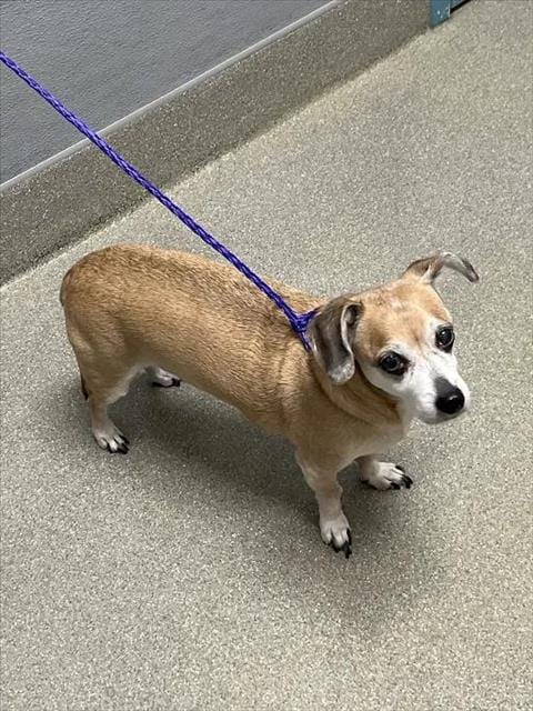 Photo of Droppy, adoptable senior Chihuahua in Las Vegas, Nevada