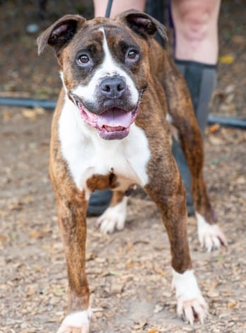 Photo of Shanita - IN FOSTER, adoptable senior dog in Chamblee, Georgia