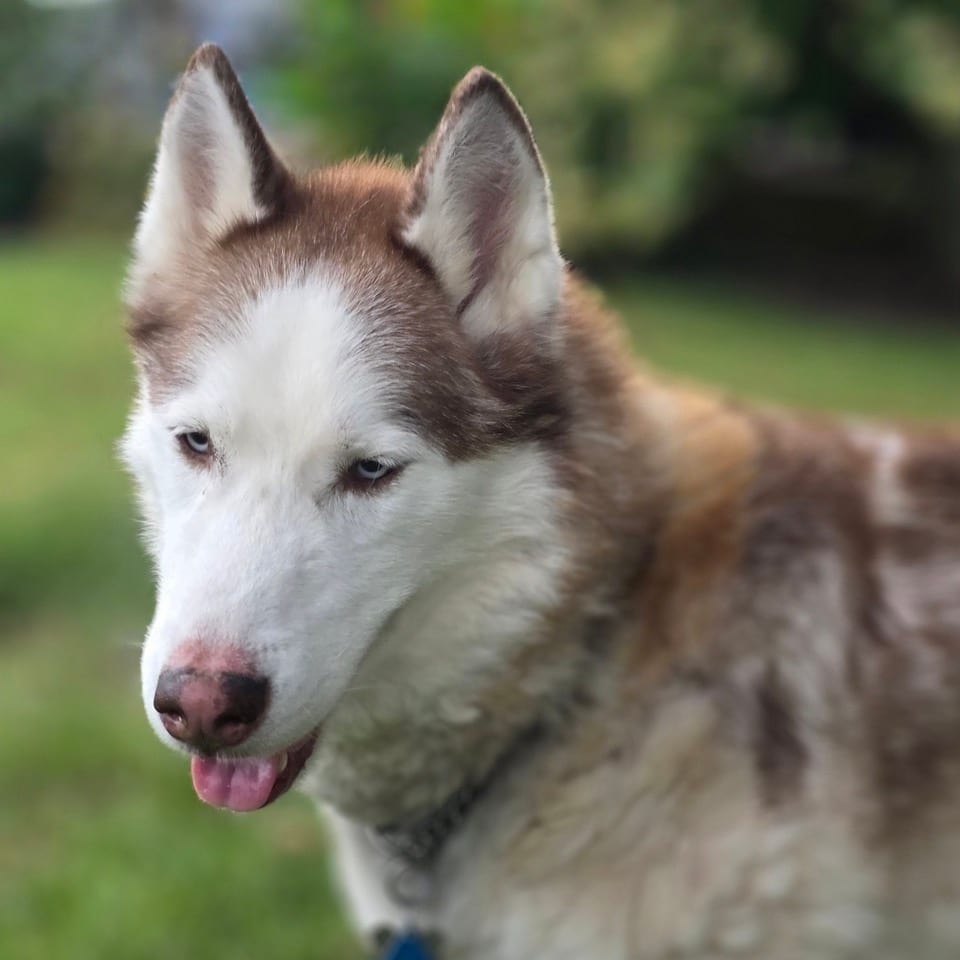 Photo of Mishka, adoptable senior Husky, Siberian in Riverwoods, Illinois