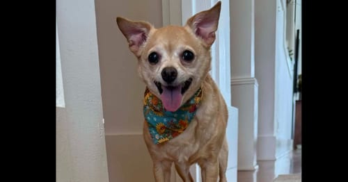 Photo of Chloe aka (Lighting), adoptable senior Chihuahua in Columbia, Tennessee