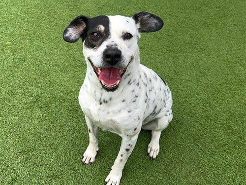 Photo of Andrea, adoptable senior Australian Cattle Dog/Blue Heeler in Orange, California