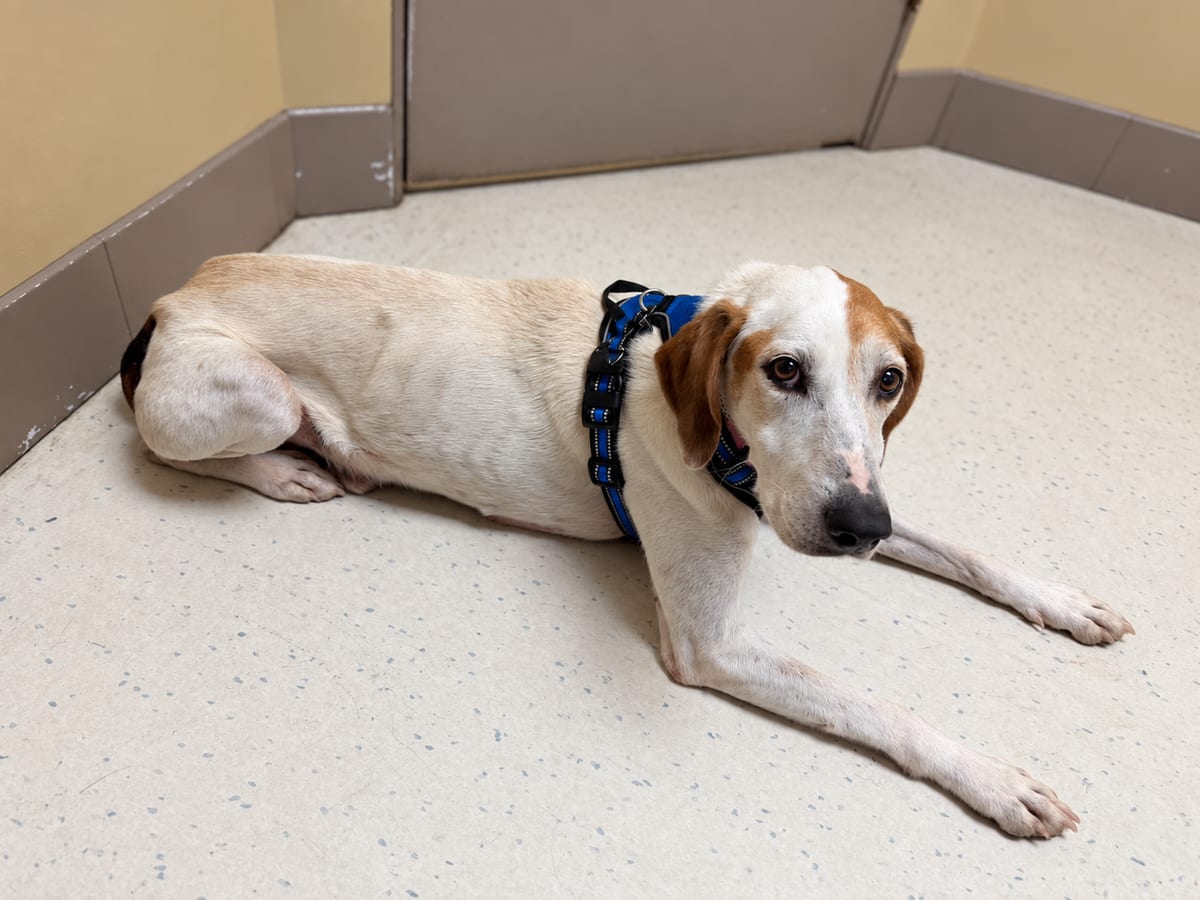 Photo of Chet, adoptable senior American Foxhound in Tulsa, Oklahoma