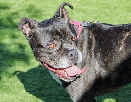 Photo of Gordon, adoptable senior Boxer in Martinez, California