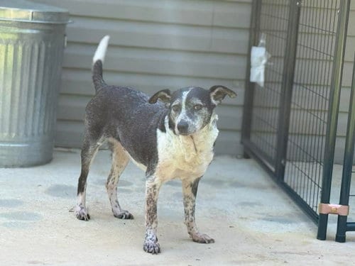 Photo of Catoosa, adoptable senior Australian Cattle Dog/Blue Heeler in Calhoun, Georgia