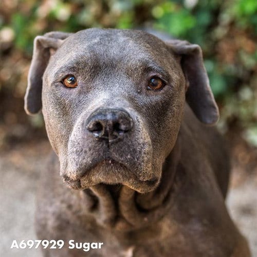 Photo of Sugar, adoptable senior Pit Bull Terrier in Sacramento, California